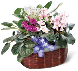 African Violets from Walker's Flower Shop in Huron, SD